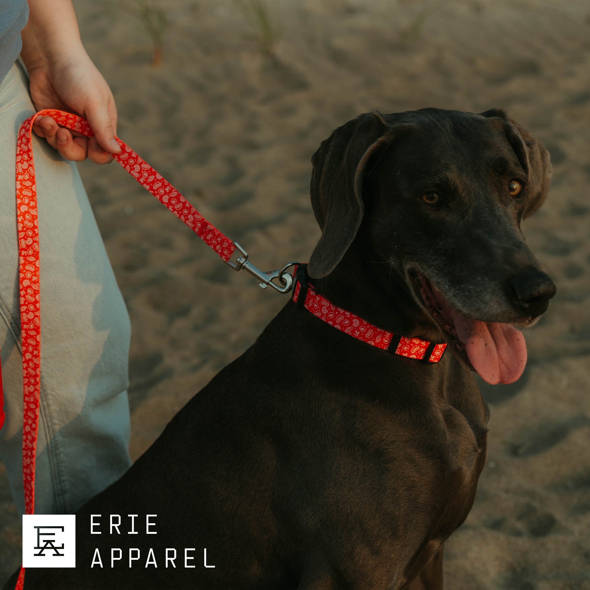 Erie Treats Pet Leash
